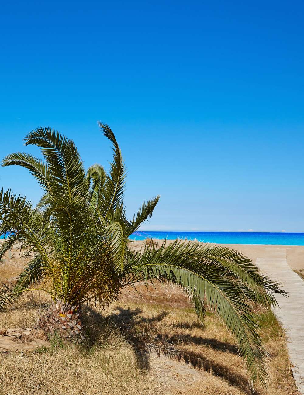 Palm tree on Las Marinas beach in Dénia